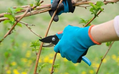 closeup-of-hands-doing-spring-pruning-of-raspberry-2023-11-27-04-55-34-utc (1)