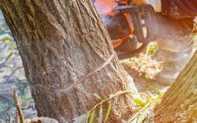 tree-felling-with-a-large-chainsaw-cutting-into-tr-2023-11-27-05-18-51-utc (1)